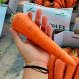 Абако F1 (Abaco F1) (1,6-1,8) семена моркови Шантане ранней 90-95 дн. (Seminis)