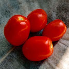 Рапит F1 (Rapit F1) семена томата дет. раннего 92-97 дн. слив. 80г красный (Seminis)