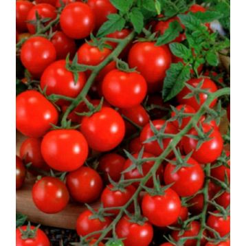 Радість садівника насіння томата індет середнього 110-115дн кругл 30-60 гр (Україна СДБ)