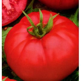 Цукровий бізон насіння томата індет. середнього 110-115 дн. 250-350 гр. рож. (Семена Украины)