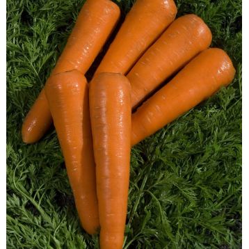 Октаво F1 (VD калибр.16-18мм) семена моркови Нантес средней 120-130 дн. (Vilmorin)