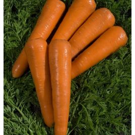 Октаво F1 (VD калібр.більше 20мм) насіння моркви Нантес середньої 120-130 дн. (Vilmorin)