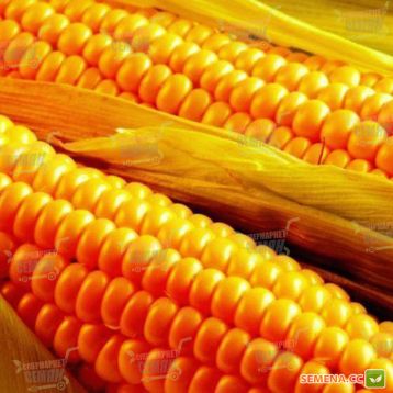 Потрійна Радість F1 насіння кукурудзи цукрової (Яскрава)