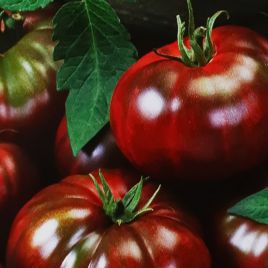 Шедевр насіння томату пізнього(Яскрава)
