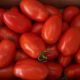 Поликарпо F1 семена томата индет. раннего 105-115 дн. 180-200 гр красный (Enza Zaden)