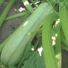 Грибовский семена кабачка раннего 45-50 дн. 0,7-1,2 кг 20 см св.-зел. (Яскрава)