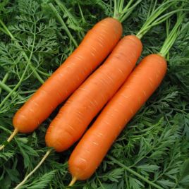 Нантская семена моркови Нантес (Професійне насіння)