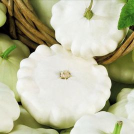 Белый семена патиссона среднего 50 дн (Hortus)
