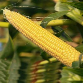 НБМ-2020 F1 семена кукурузы суперсладкой Sh2 средней 75-78 дн. 23 см (Мнагор)