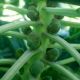 Абакус F1 семена капусты брюссельской средней 110-115 дн. (Syngenta)
