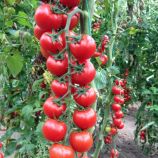 Сибилла F1 семена томата индет черри раннего 25 гр окр красный (SAIS)