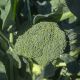 Бести F1 семена капусты брокколи ранней 55-60 дн. 1,2-1,5 кг (Syngenta)