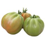 Чичероне F1 семена томата индет. 300-350 гр. груш. ребрист. розового (SAIS)