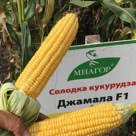 Джамала F1 семена кукурузы суперсладкой Sh2 ранней 75-77 дн. 23 см (Мнагор)