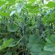 Тайгер F1 насіння огірка корнішона партенокарп. раннього 13-14 см (Takii Seeds)