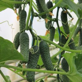 Ягуар F1 насіння огірка корнішона партенокарп. раннього 13-14 см (Takii Seeds)