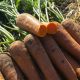 Мирафлорес F1 (1,6-1,8) семена моркови Шантане средней 115-120 дн. (Clause)