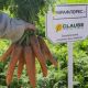 Мирафлорес F1 (1,6-1,8) семена моркови Шантане средней 115-120 дн. (Clause)