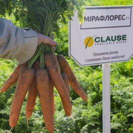 Мирафлорес F1 (1,4-1,6) семена моркови Шантане средней 115-120 дн. (Clause)