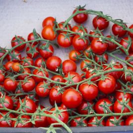 томат миноприо f1