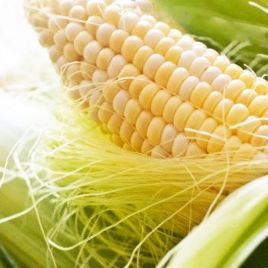 Либертон F1 семена кукурузы суперсладкой Sh2 поздней 82-85 дн. 24 см биколор (Agri Saaten)