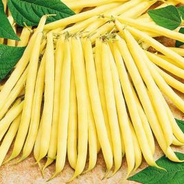 Сонеста семена фасоли спаржевой кустовой средней 60-69 дн 12-13 см желт (Moravoseed)