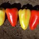 Лостун F1 семена перца тип Венгерский раннего 60-63 дн. 120-150 гр. 5-7 мм желт./красн. (LibraSeeds)