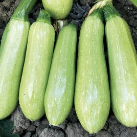 ЕЗ 38 F1 (EZ 38 F1) семена кабачка раннего 40-45 дн. светло-зеленого (LibraSeeds/Erste Zaden)
