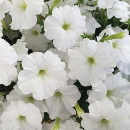 Саксес F1 біла (white) насіння петунії грандіфлора (Benary)