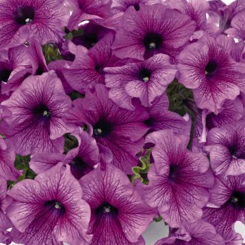 Саксес F1 пурпурова з прожилками насіння петунії грандіфлора (Benary)