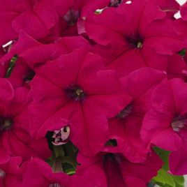 Саксес F1 темно-рожева грандіфлора насіння петунії грандіфлора (Benary)