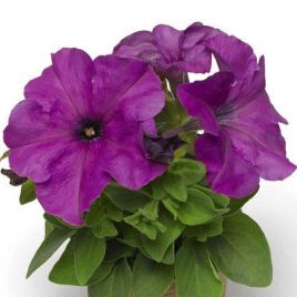 Лімбо F1 пурпурна насіння петунії грандіфлора (Hem Genetics)