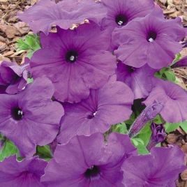 Мамбо F1 насичено-пурпурна насіння петунії (Hem Genetics)