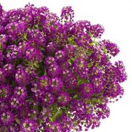Пурпурний (фіолетовий) насіння аліссума (Hem Zaden)