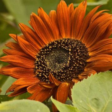 Вечірнє сонце насіння соняшнику декоративного (Hem Zaden)