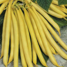 Лаура насіння квасолі спаржевої жовтої (Anseme)