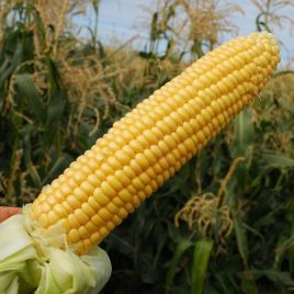 Сахарная семена кукурузы сладкой ранней 75-85 дн. 160-170 гр. 16-20 см (Професійне насіння)