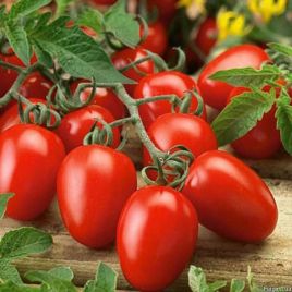 Засолочне чудо насіння томата індет раннього 80-100 дн окр 90 гр черв(Професійне насіння)
