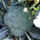 Стирлинг F1 семена капусты брокколи средней 78-80 дн. 0,6-0,8 кг (Clause)