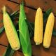 Сентинель F1 семена кукурузы сладкой ранней 78-82 дн. 22-23 см 16-18 р. (Clause)