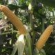 Сентинель F1 семена кукурузы сладкой ранней 78-82 дн. 22-23 см 16-18 р. (Clause)