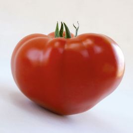  КС 204 F1 (KS 204 F1) семена томата индет. раннего окр. 220-260 гр. красный (Kitano Seeds)