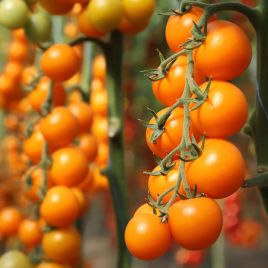 КС 1549 F1 (KS 1549 F1) насіння томата індет. коктейльного 40-50 гр. жовтий. (Kitano Seeds)