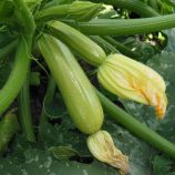 Ардендо 174 F1 Organic семена кабачка раннего 40-45 дн. св.-зел. (Enza Zaden/Vitalis)