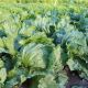 Едуардо Organic насіння салату тип Айсберг зел. (Enza Zaden/Vitalis)