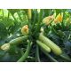 Ардендо 174 F1 Organic насіння кабачка раннього 40-45дн світло-зеленого (Enza Zaden/Vitalis)