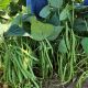Бурмен семена фасоли спаржевой ранней 15-20 см зел. (LibraSeeds/Erste Zaden)
