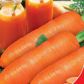 Любима насіння моркви (GL Seeds)