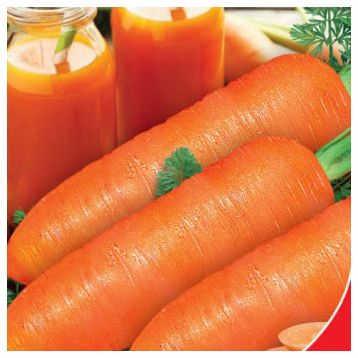 Любимая семена моркови Берликум поздней 120-135 дн. 20-25 см (GL Seeds)