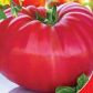 Миллионер семена томата индет среднего 120-128 дн окр-припл 500-800 гр (GL Seeds)